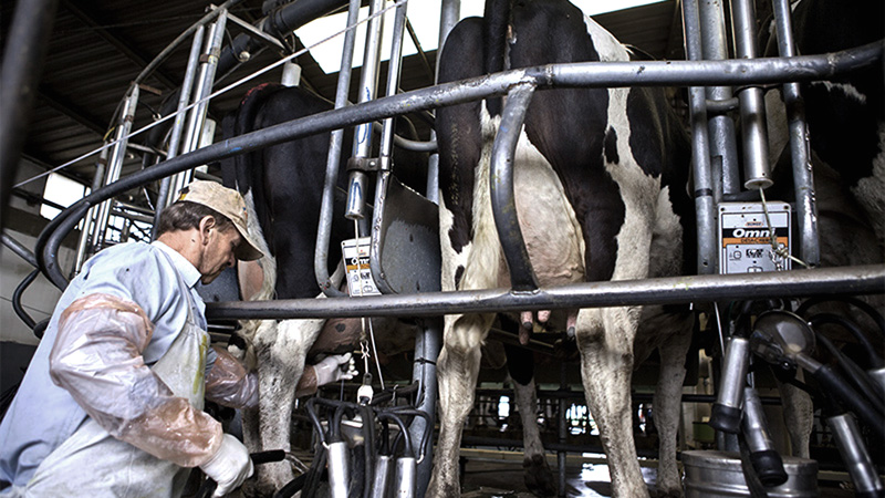 Derribando mitos: La producción lechera no caerá. Gustavo Traverso